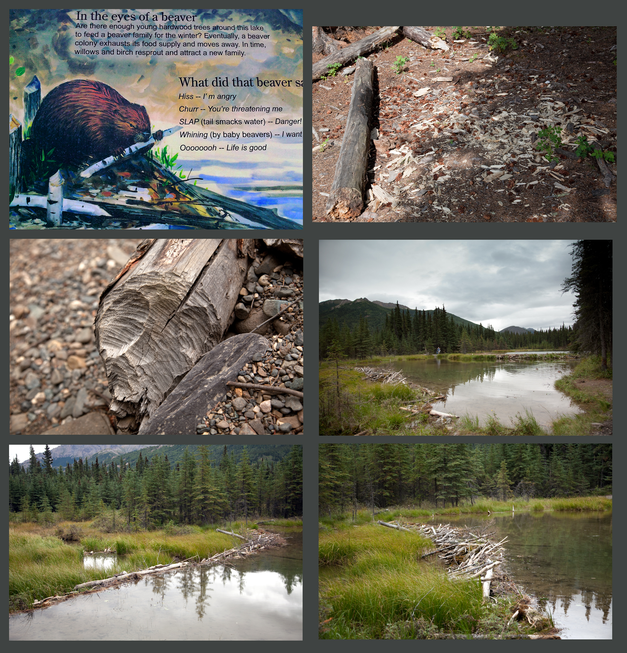 Beaver collage